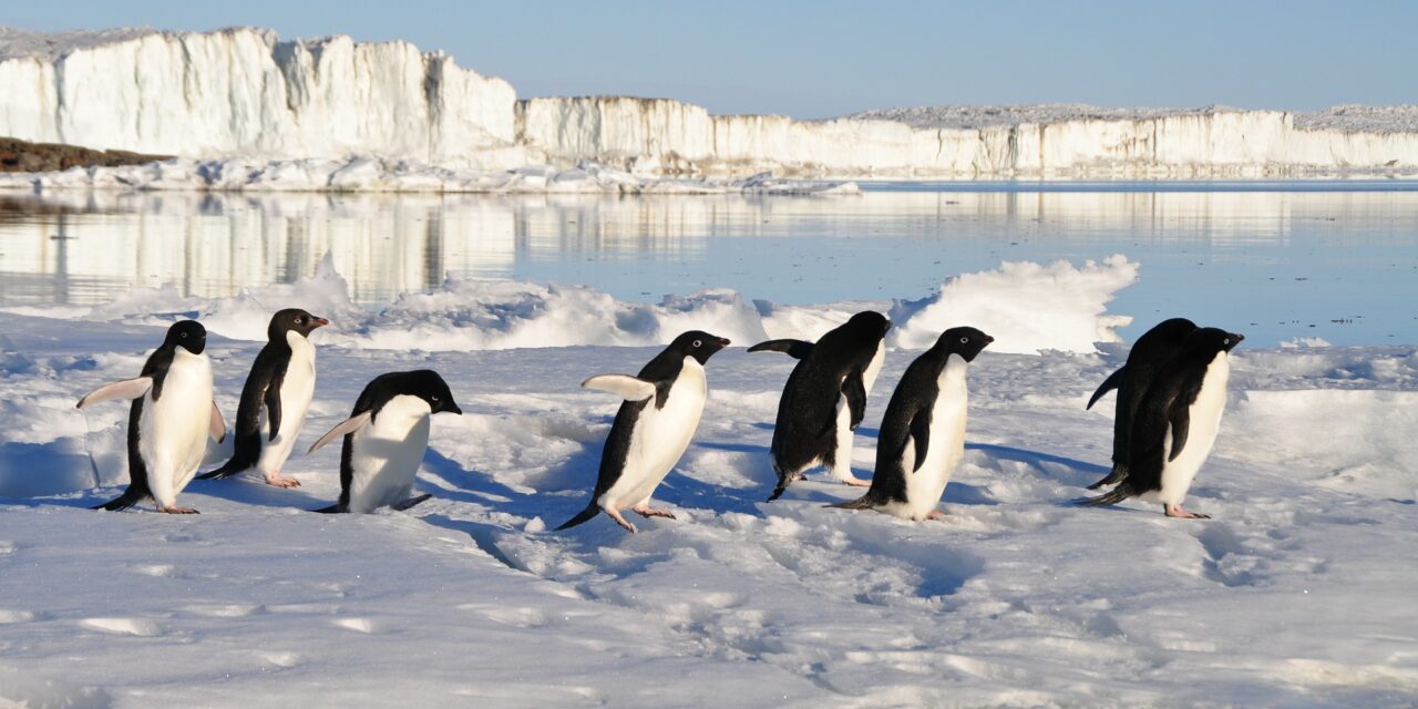 Un estudio muestra las grandes cantidades de mercurio en las plumas de tres especies de pingüinos antárticos
