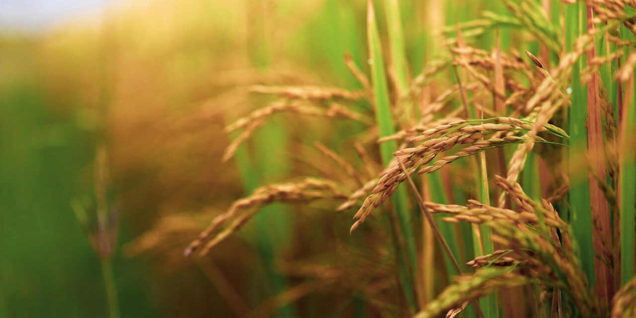 El proyecto «Medieval Appetites: food plants in multicultural Iberia» obtiene una ayuda Advanced Grant
