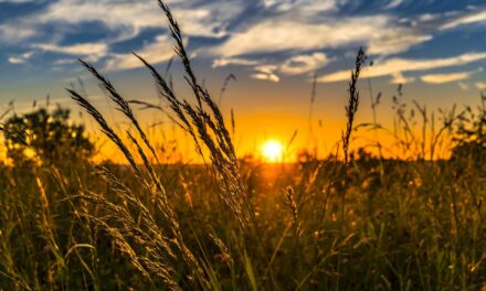 La PTI Ecobiodiv colabora en la propuesta de medidas frente a la pérdida de biodiversidad.
