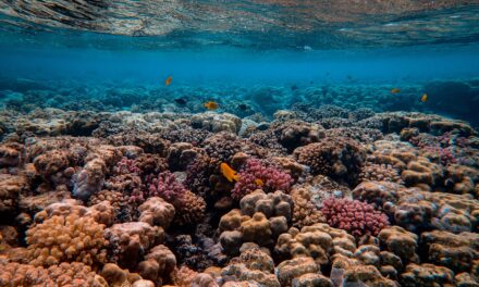 Desarrollada una nueva metodología para evaluar y proteger los fondos marinos