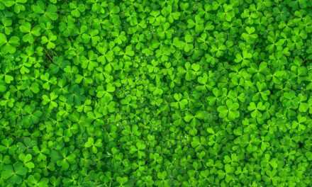 Un modelo matemático predice la respuesta de las plantas ante el cambio climático
