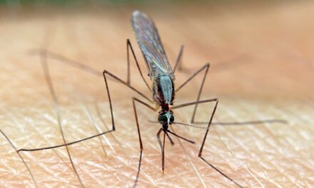 La vigilancia del virus West Nile en mosquitos como sistema de alarma para evitar su transmisión a humanos