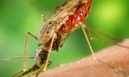 Co-infección de SARS-CoV-2 y malaria en África