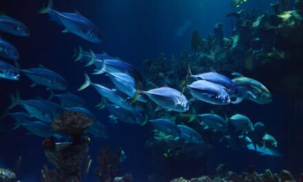 Arranca PETRI-MED, un ambicioso proyecto para monitorizar la biodiversidad microbiana marina desde el espacio